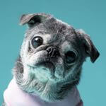 Instagram avatar of @oldnewsujipug